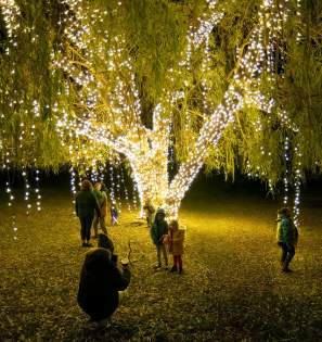 Twin Oast Winter Willow Tree