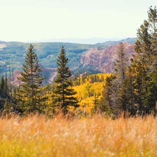 Fall Color at Cedar Breaks National Monument