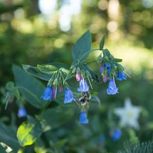 Cedar Breaks Wildflower Pollinators