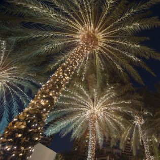 Palm trees with Christmas lights
