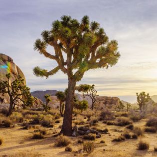 Joshua Tree National Park