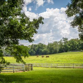 Horse Farm