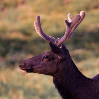 Rocky Mountain Elk Utah Valley