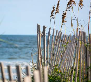 Sand fence with mature sea oats and a view of the ocean in the background