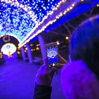 Trellis at Christopher Columbus Park lit for the Holiday Season