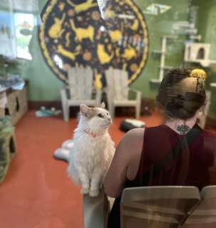 Person sitting in rapid city, sd cafe with cat on the armrest