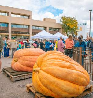 large pumpkins competing at the great downtown pumpkin festival in rapid city, sd