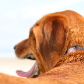 A Pet-Friendly Guide to North Carolina's Brunswick Islands