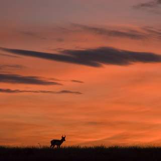 Antelope Sunset Silhouette