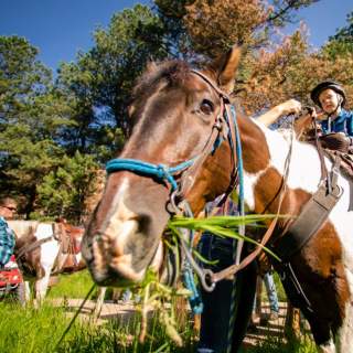 Horse-Horseback-Riding