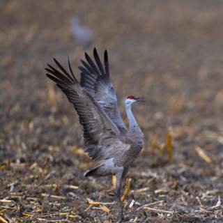 Sandhill Cranes