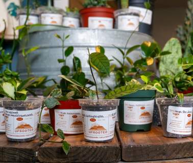 Explore Downtown Rapid City's Floral & Plant Haven