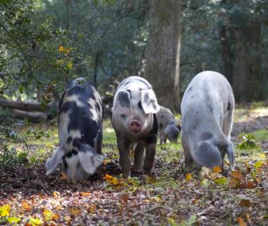 Pannage Pigs - Rachael 2023