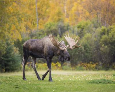 Bull moose walking across grassy landscape