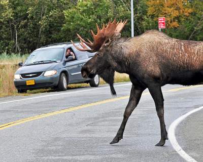 A bull moose crosses the street in Anchorage, Alaska, where wildlife are among the city's residents.