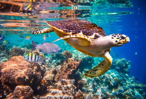 Sea turtle in Los cabo