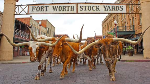 Longhorns