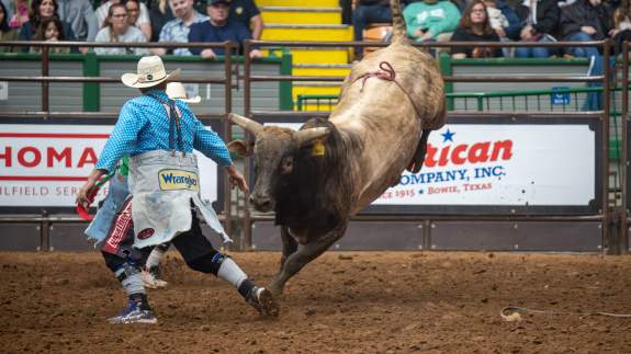 Bull at Rodeo Event