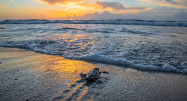 A baby sea turtle making its way into the surf at sunrise
