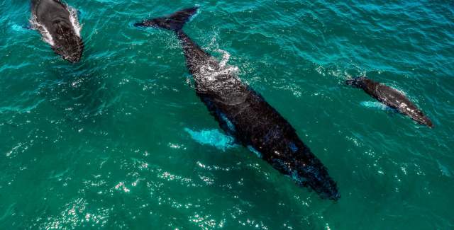 Ballenas