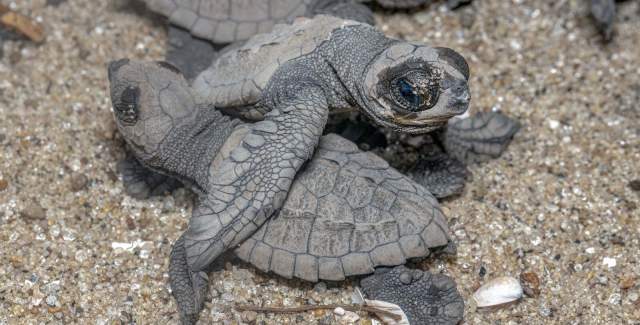 turtles lay, Santuario de tortugas, Pedasí y Tonosi