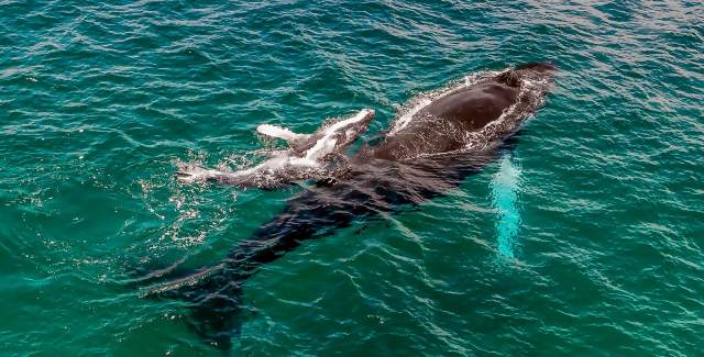 Ballenas