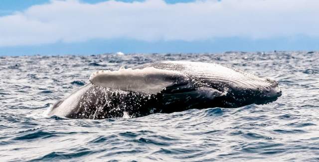 Ballenas