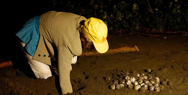 Collecting Sea turtle eggs at conservation center in Isla Cañas, Los Santos province