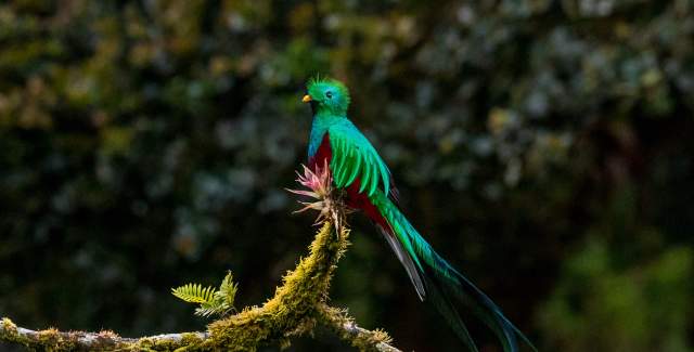 Quetzal