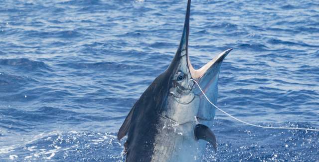 A large Marlin leaping out of the water. It has a long, pointed bill and a blue and white body.