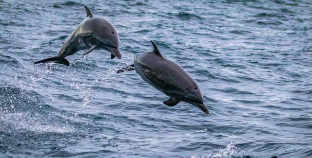 Two dolphins jump up high in the air while swimming