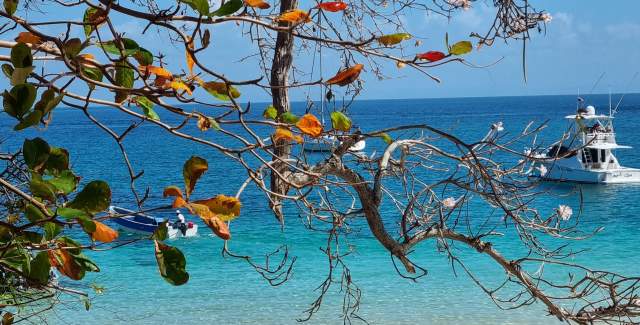 Boat floats in blue waters of Contadora Island. Sunny day, tree on the foreground.