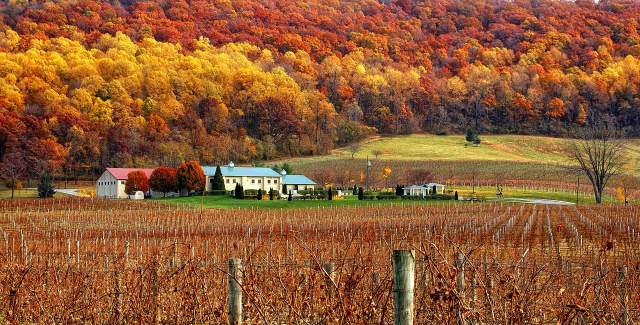 Fall foliage on the hillside behind rows of grapevines at Breaux Vineyards in Purcellville, Virginia