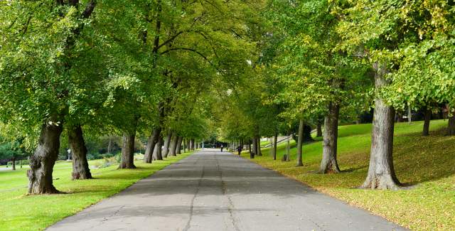 A treelined path through Lincoln Arboretum, scattered with autumn leaves