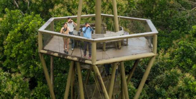 The image shows a tall, wooden observation tower standing in the middle of a lush green forest. A group of people are gathered on the top platform of the tower, enjoying the view. The tower has a hexagonal shape and is supported by wooden beams.