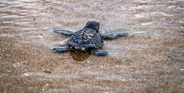 Turtle hatchling walks away into the sea