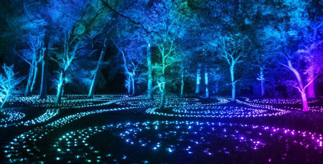 A light display at night with trees and waves of light on the floor