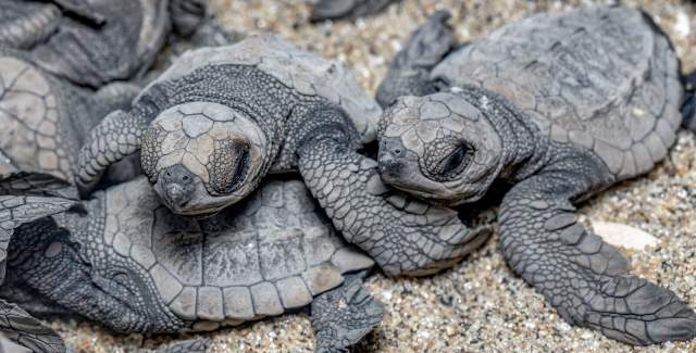 baby sea turtles. These tiny creatures are just beginning their long journey to the ocean. They are likely Olive Ridley sea turtles