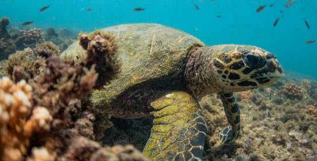 Sea Turtle, Islote Tortuga, Coiba National Park