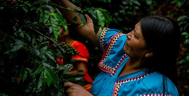 Coffee experience with indigenous group at Boquete