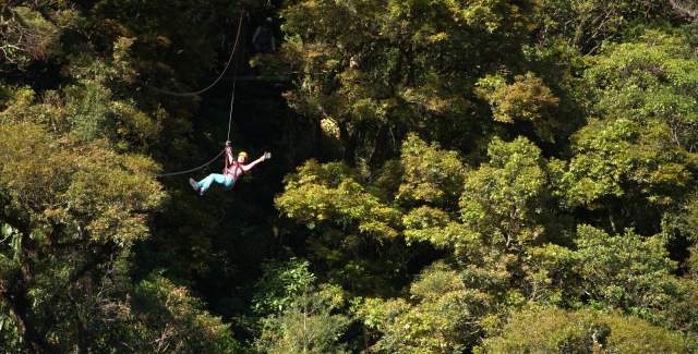 Canopy, Boquete, Province of Chiriquí
