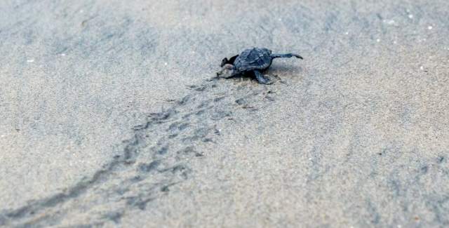 Tortugas Veraguas