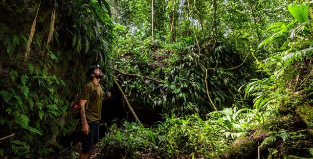 Man hiking in the rainforest, on the trail to the Bat Cave.