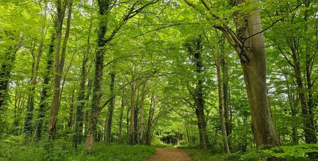 Friston Forest path through tall trees