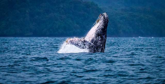 Humpback Whale breaching on Pacific Ocean