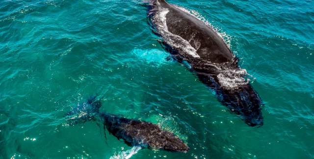 Humpback whales, Pedasí y Tonosí