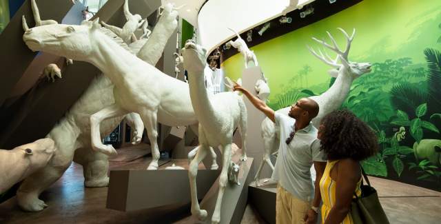 A couple admire animals figures at Biomuseo, Panama City, Panamá