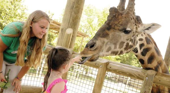 Zoo Knoxville giraffe
