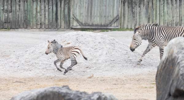 Zoo Zebra