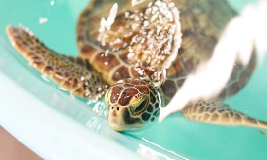 NEST seaturtle roanoke island aquarium